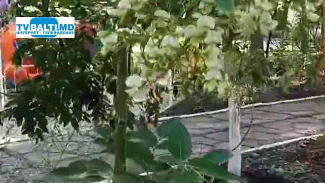 В сентябре вновь зацвела акация в Бельцах 04 09 22 смотреть онлайн