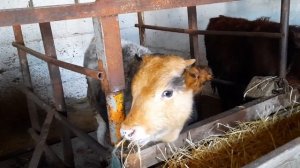 ВЕС НАШИХ БЫКОВ В 7 МЕСЯЦЕВ