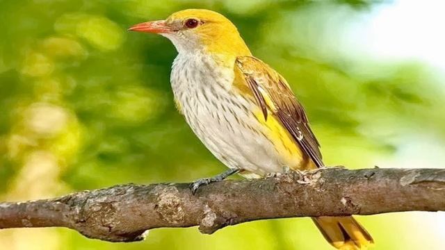 Иволга на закате, лес. 20 мин. смотреть онлайн