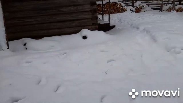 Промысел, закрываю путик. смотреть онлайн