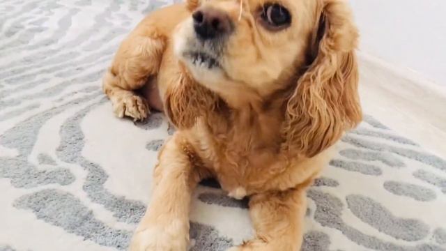 Ляля чистюля смотреть онлайн