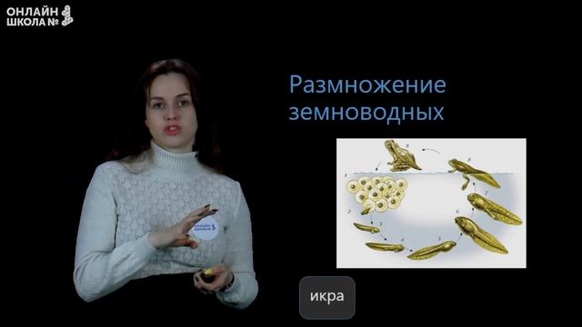 Размножение и развитие животных. Видеоурок 15. Окружающий мир 3 класс смотреть онлайн