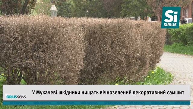 У Мукачеві шкідники нищать вічнозелений самшит смотреть онлайн