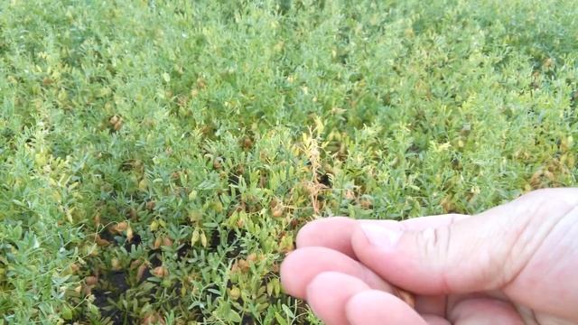 чечевица 21.06.2019 смотреть онлайн