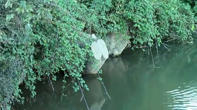 Нутрия или водяная крыса.Мир животных. смотреть онлайн