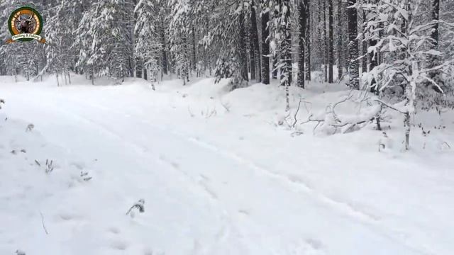 Поездка с сыном на охоту. Встреча с медведем!