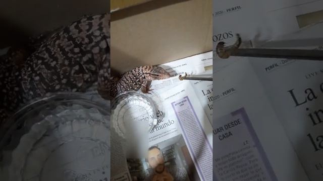 Salvator merianae смотреть онлайн