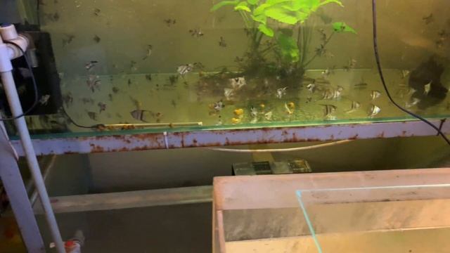 Привоз рыбы смотреть онлайн