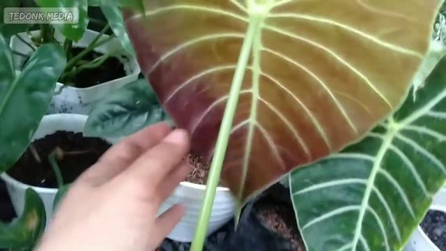 Alocasia Watsoniana Yang Lagi Viral || Jenis Alocasia Berdaun Lebar