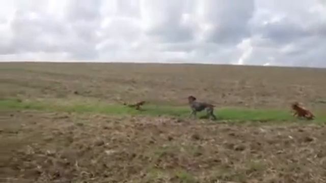 Охота с легавыми смотреть онлайн