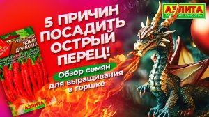 ОСТРЫЙ ПЕРЕЦ круглый год! Сорта перца острого для выращивания в горшке.