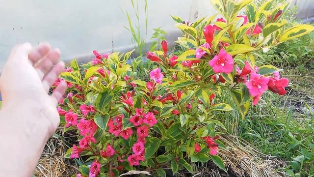 Вейгела Бригелла смотреть онлайн