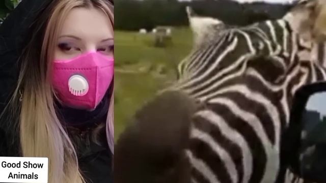 Egun Zebra A Mariana Donkey Mare Quarter Horse Part смотреть онлайн