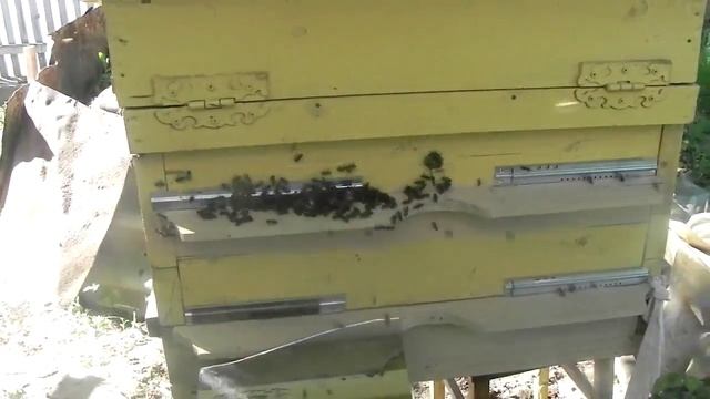 Воровство пчел. Новый отводок чуть не погиб. смотреть онлайн