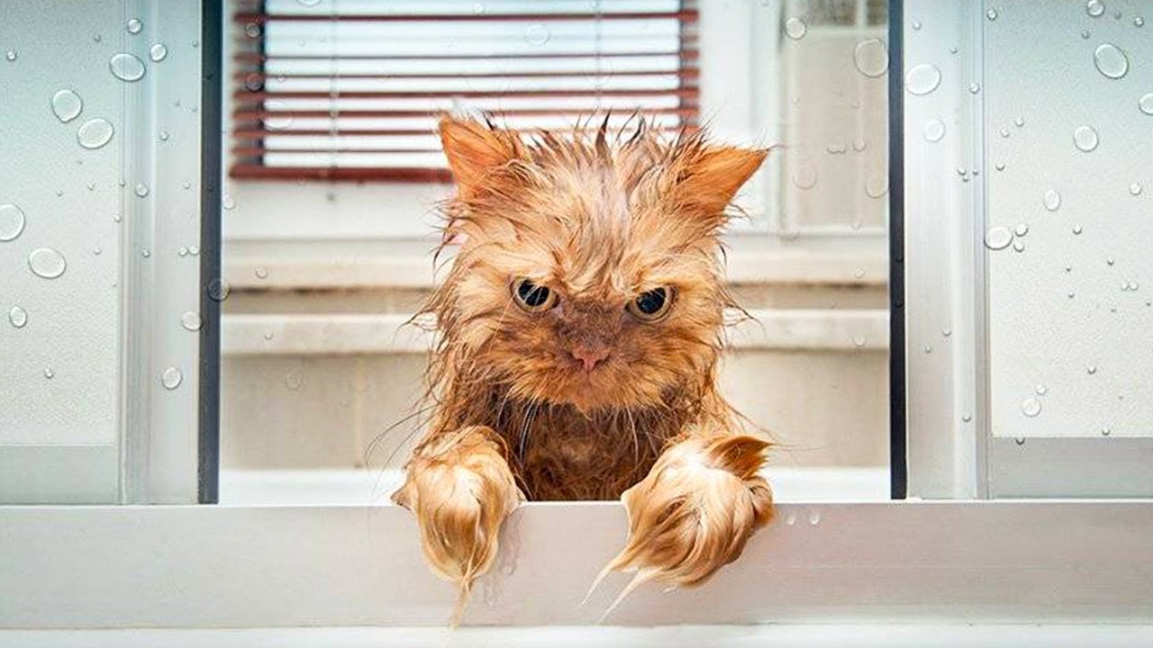 Смешные видео приколы про животных котов и собак