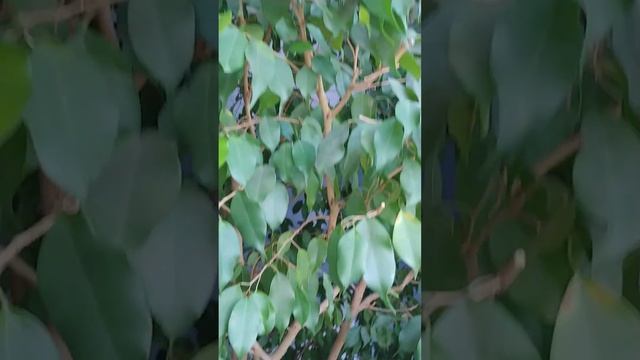 Белокрылка дома Био препараты Лепидоцид и Бтб смотреть онлайн