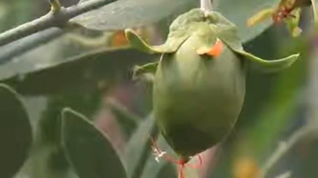 Маски из масла жожоба смотреть онлайн