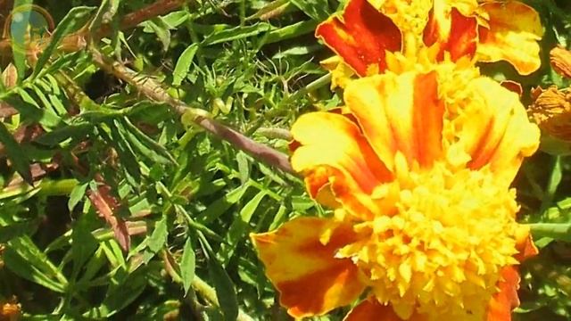 Рыжее Лето/ цветы/ музыка/ арт/и гармония/ природа/ садовый дизайн/ рай/ лето 2019 и красота мира смотреть онлайн