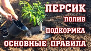 ПЕРСИК⧸ Поливаем и подкармливаем правильно!!!