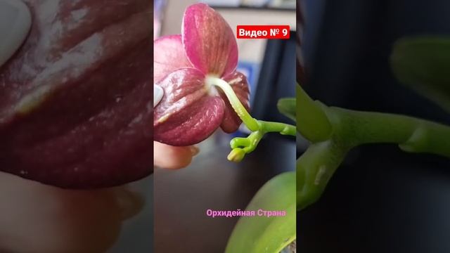 Зачем срезаю цветы у ОРХИДЕИ? #shorts #mituo #орхидеи #orchids #thrips #трипсы #фаленопси смотреть онлайн