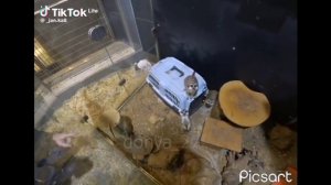 Реакция на Вару как Дима Маслеников. ВИДЕО НЕ МОИ.