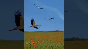 Шерали Жураев Турналар