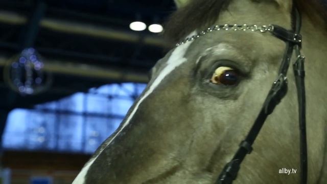 Лучшие лошади Беларуси смотреть онлайн