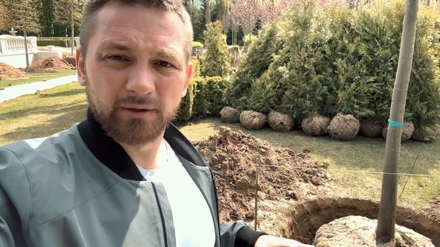 Процесс посадки крупномеров липы. #аллея #липа #крупномеры #vlog