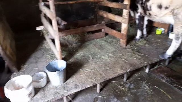 Вакумная система для доения коров своими руками смотреть онлайн