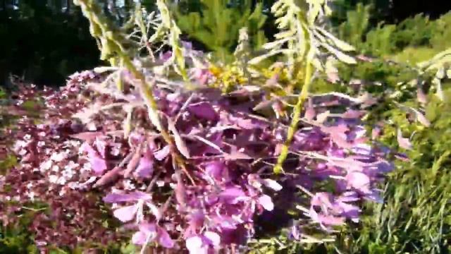 Душица, иван-чай и зверобой смотреть онлайн
