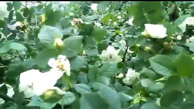 Дикие розы. смотреть онлайн
