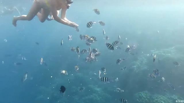 295 кормление больших карасей 5 смотреть онлайн