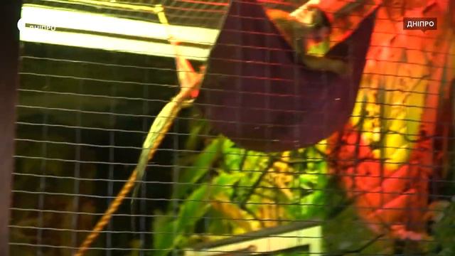 Екзотичні тварини із зони бойових дій живуть у зоопарку Дніпра смотреть онлайн