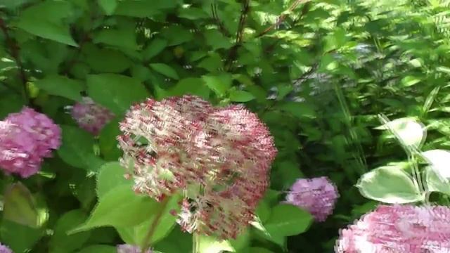 Часть1 2013г Цветение гортензии древовидной розовой ''Annabelle'' смотреть онлайн