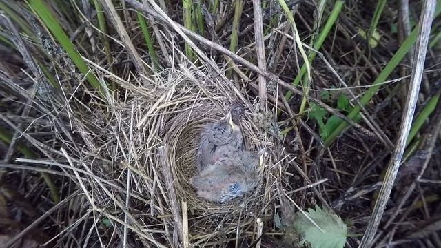 Ястребиная Славка 160613 2 в лопухах 160616GoPro4 21 смотреть онлайн