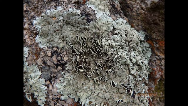Xanthoparmelia conspersa peppered rock shield is a foliose lichen смотреть онлайн