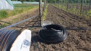 Капельный полив на малине.
