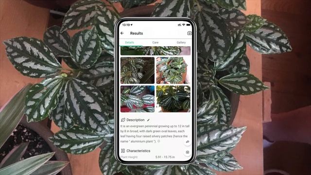 Aluminium plant(Pilea cadierei)Care Tips For Beginners | PictureThis identification смотреть онлайн