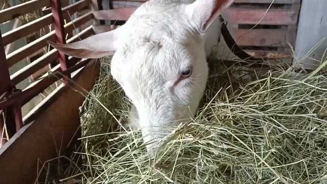 Важность ценного молозива / Коза окотилась смотреть онлайн