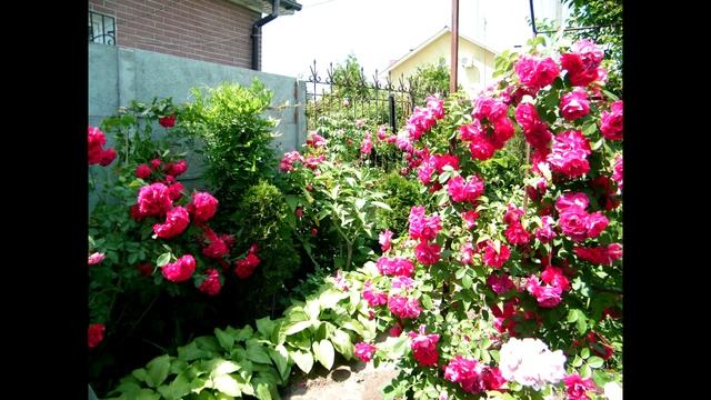 ШИКАРНОЕ ЦВЕТЕНИЕ РОЗ!!! МИЛЛИОН РОЗ!!! GORGEOUS flowering of roses !!! Million roses смотреть онлайн