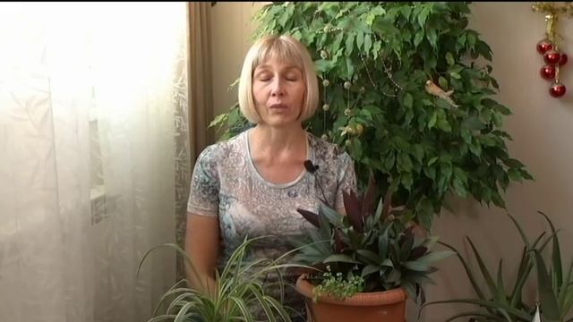 Цветы в корзинах и горшках для сада. Эффектные компаньоны- бюджетное решение смотреть онлайн