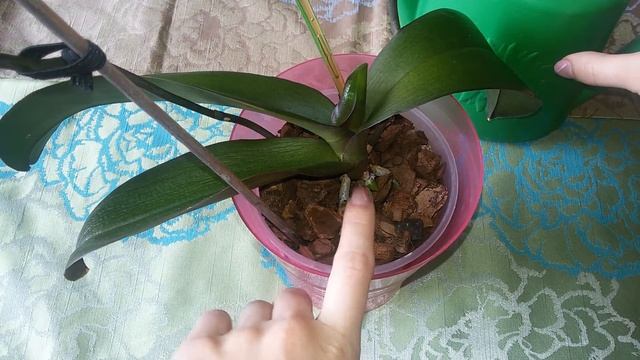 Полив орхидеи фаленопсис проливом и замачиванием. смотреть онлайн