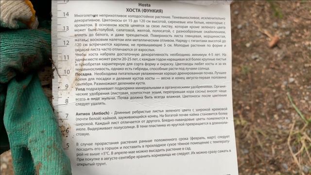 Посадка Хосты.Озеленение прибрежной зоны. смотреть онлайн