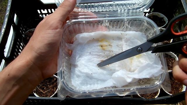 Выращивание картофеля из семян / Как вырастить суперэлиту картофеля своими руками смотреть онлайн