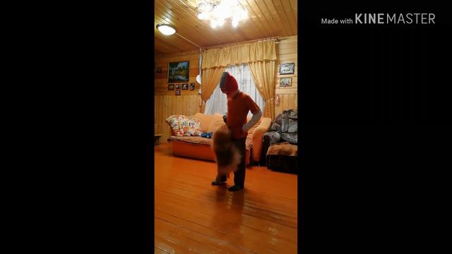 Шпиц против брейк. смотреть онлайн