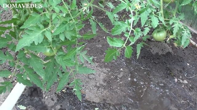 Помидоры Жируют, нет Завязи. 5 Способов СПАСТИ Томаты. смотреть онлайн