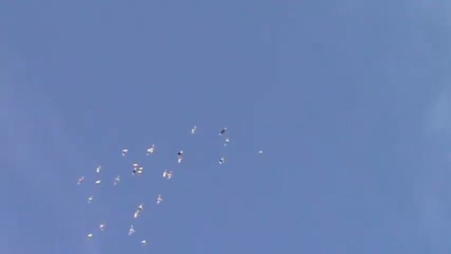 Пермские голуби смотреть онлайн