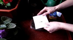 Брахикома. Посев семян.