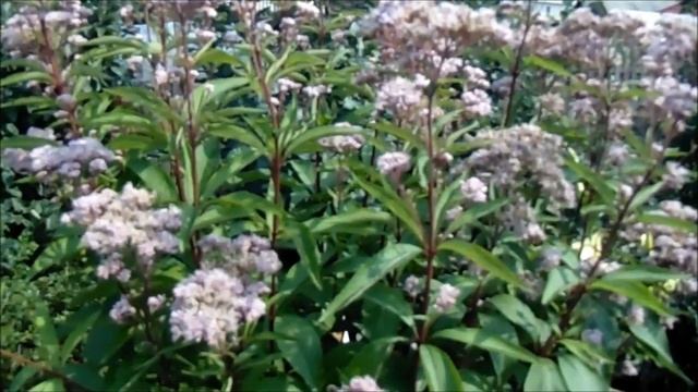 ПОСКОННИК - ПРЕКРАСНЫЙ КОМПАНЬОН. смотреть онлайн