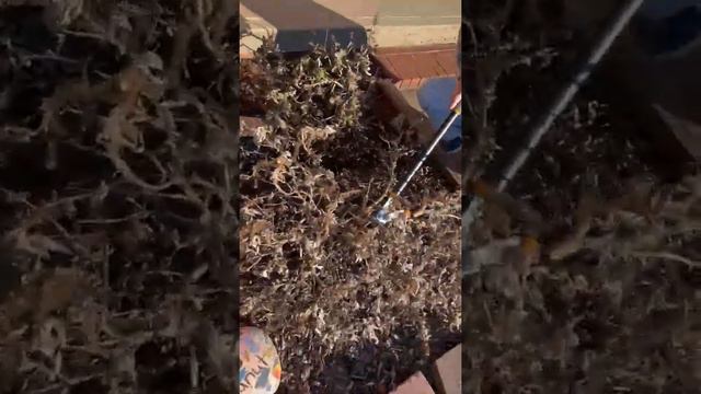 February Gardening - How To Prune Your Butterfly Bush; Buddleia смотреть онлайн